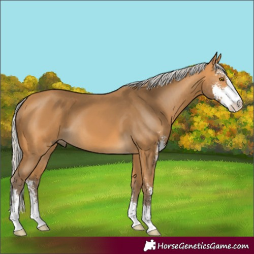 Horse Color:Unknown 
