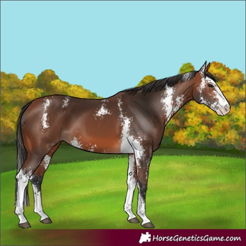 Horse Color:Unknown 
