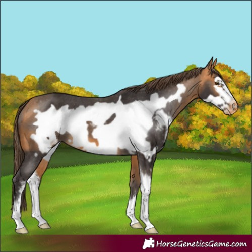 Horse Color:Unknown 
