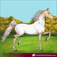 Horse Color:Palomino Appaloosa 