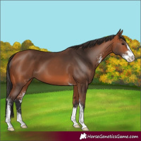 Horse Color:Unknown 
