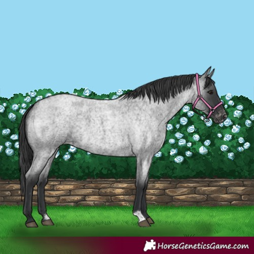 Horse Color:Blue Roan Varnish 