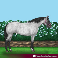 Horse Color:Blue Roan Varnish 
