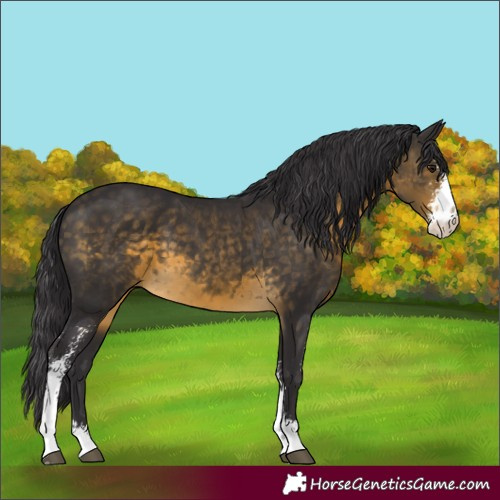 Horse Color:Unknown 