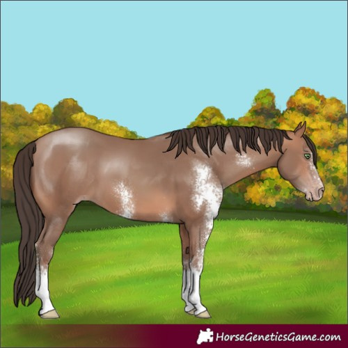 Horse Color:Unknown 