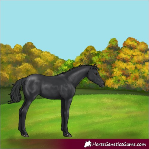 Horse Color:Black 