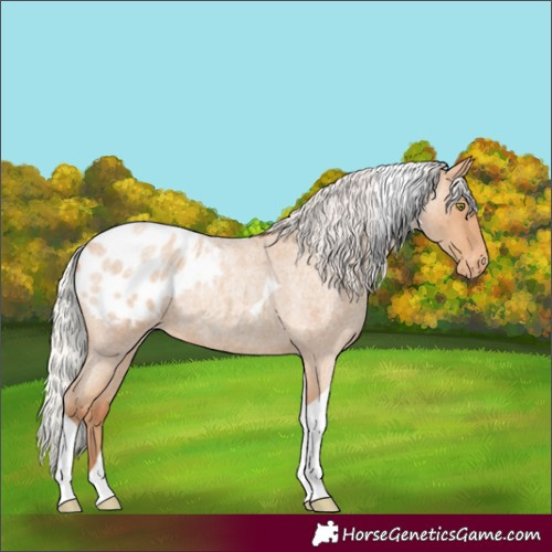 Horse Color:Silver Amber Champagne Roan Tobiano Appaloosa 