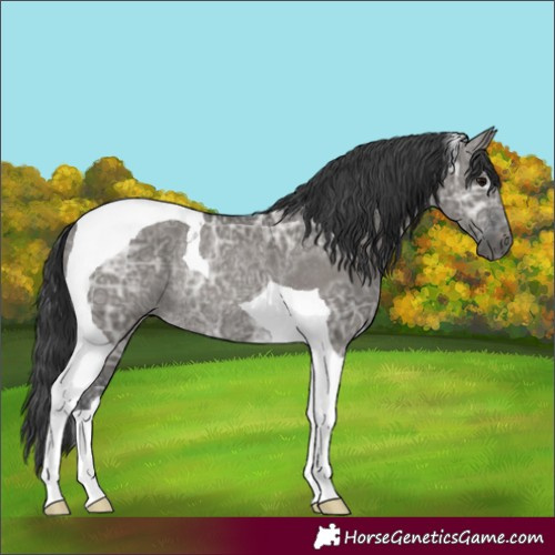Horse Color:Grullo Ice Tobiano Rabicano 