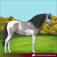 Horse Color:Grullo Ice Tobiano Rabicano 