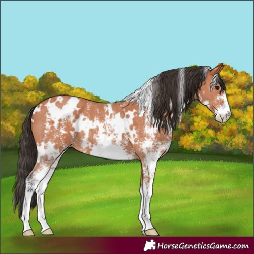 Horse Color:White Spotted Bay Sabino 