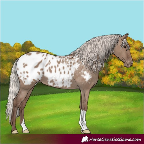 Horse Color:Silver Grullo Appaloosa