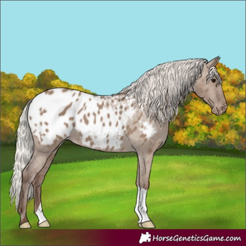 Horse Color:Silver Grullo Appaloosa 
