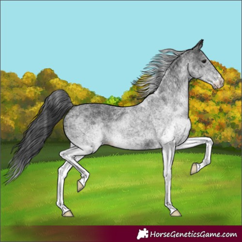 Horse Color:White Spotted Black