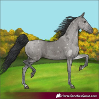 Horse Color:Grullo