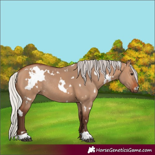 Horse Color:White Spotted Silver Brown Dun Rabicano 