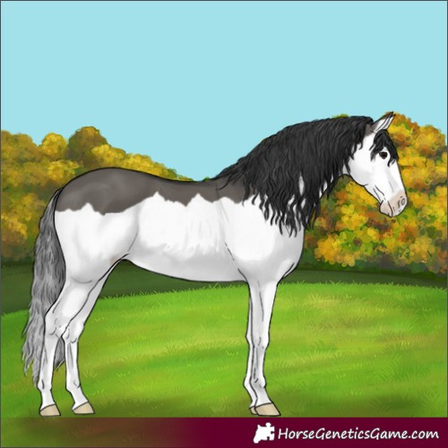 Horse Color:Grullo Splash 