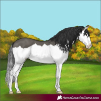 Horse Color:Grullo Splash 
