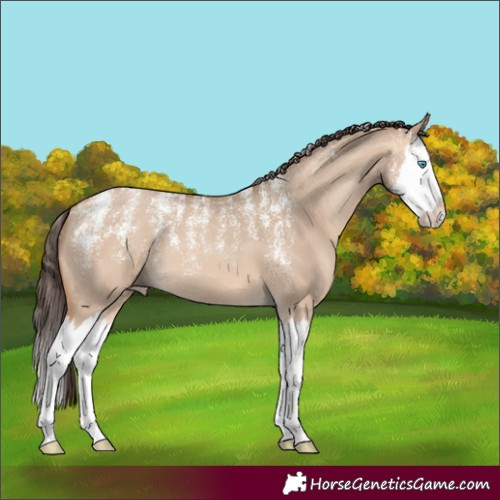 Horse Color:Powder White Amber Champagne Dun Splash 