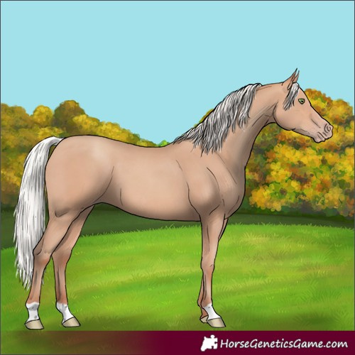 Horse Color:Silver Amber Champagne
