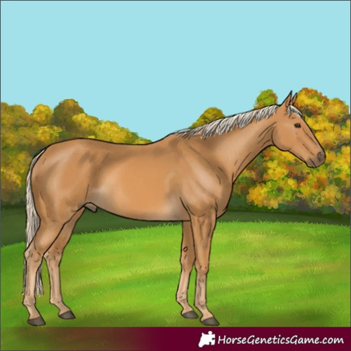 Horse Color:Palomino 