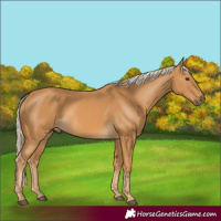 Horse Color:Palomino