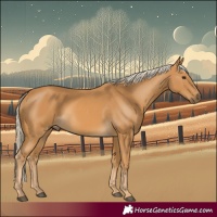 Horse Color:Palomino 