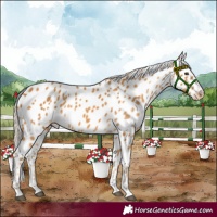 Horse Color:Palomino Appaloosa 