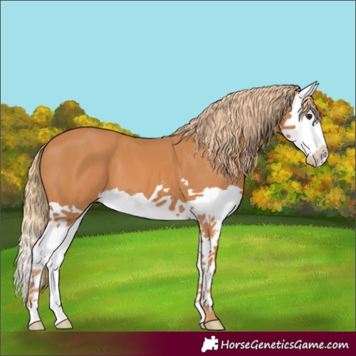 Horse Color:Chestnut Splash 