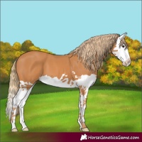 Horse Color:Chestnut Splash 