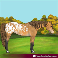 Horse Color:Buckskin Appaloosa 