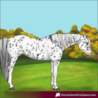 Horse Color:Black Tobiano Appaloosa