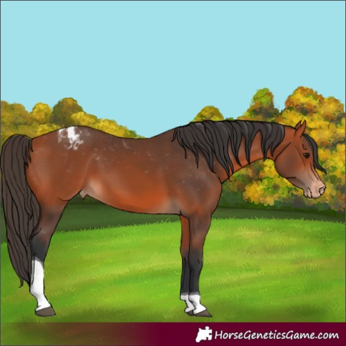 Horse Color:Bay Tobiano Appaloosa 