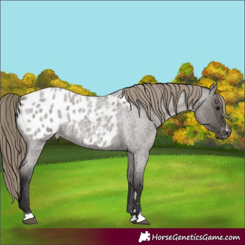 Horse Color:Smoky Grullo Roan Appaloosa