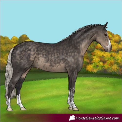 Horse Color:Silver Smoky Black 