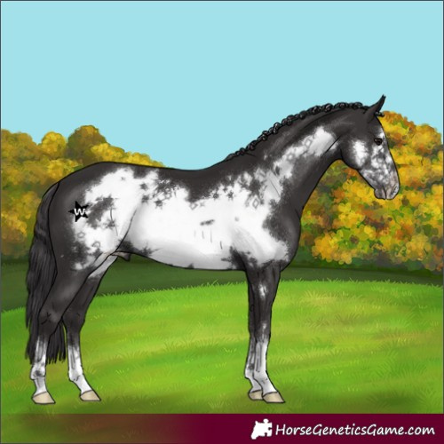Horse Color:Smoky Black Frame 