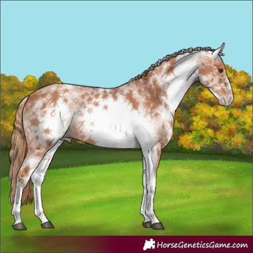 Horse Color:White Spotted Chestnut 