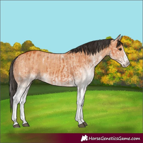 Horse Color:White Spotted Bay Splash and White Spotted Bay Dun Splash