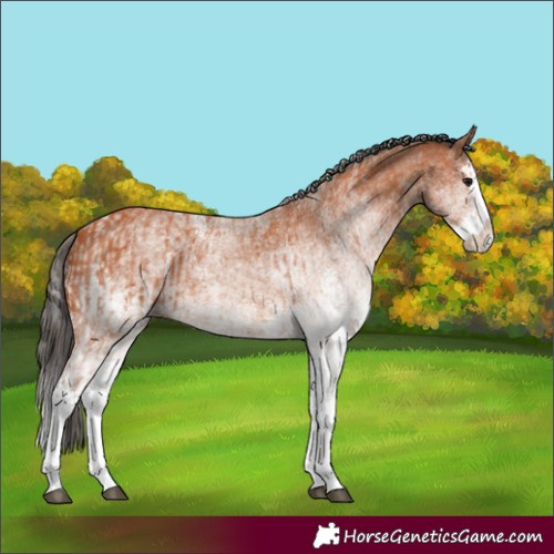 Horse Color:White Spotted Bay Splash  and White Spotted Bay Splash 