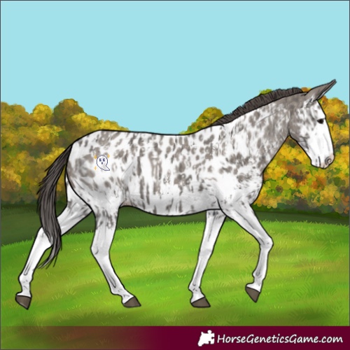Horse Color:Grullo Sabino Splash Appaloosa  and Grullo Sabino Splash Appaloosa 
