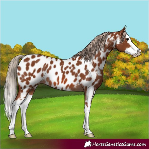 Horse Color:Chestnut Splash Appaloosa 