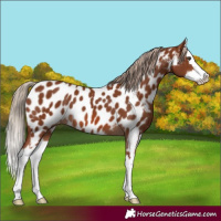 Horse Color:Chestnut Splash Appaloosa 