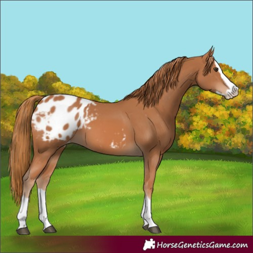 Horse Color:Chestnut Splash Appaloosa 