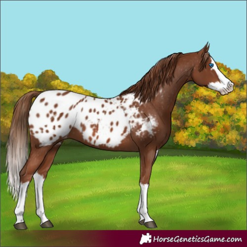 Horse Color:Chestnut Splash Appaloosa 
