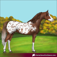 Horse Color:Chestnut Splash Appaloosa