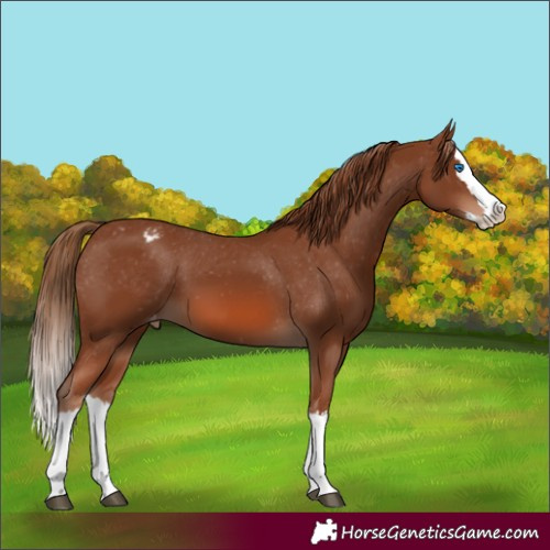 Horse Color:Chestnut Splash Appaloosa 