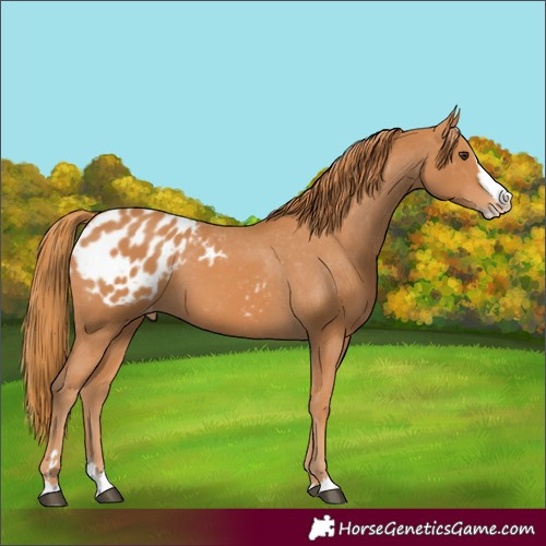 Horse Color:Chestnut Splash Appaloosa 
