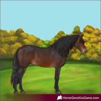 Horse Color:Bay 