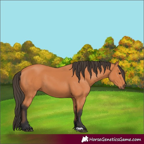 Horse Color:Bay 