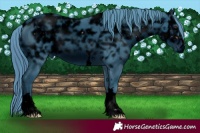 Horse Color:ERROR: UNKNOWN ANOMALY