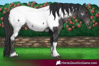Horse Color:Black Tobiano Near Fewspot 